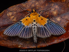 Moths Taiwan