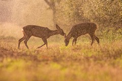Deer (Red, Fallow, Chinese Water and Muntjac