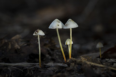 10. RSPB Sandy Fungi (27-10-23)