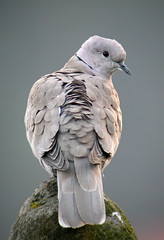Tyrkerdue (Collared Dove)