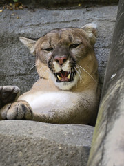 Memphis Zoo 08-28-2014 - Cougar 17