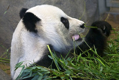 Memphis Zoo 08-28-2014 - Giant Panda 7