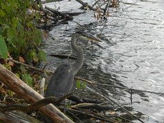 Blue Heron, Speed River, Oct.27'23