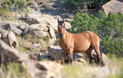 Wild Horses of Colorado