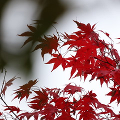 2023-11-03-a1-rp-800mmf11-red-leaves-kcc