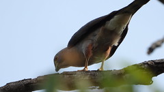 Gavião-bombachinha - Rufous-thighed Kite
