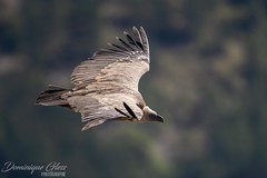 Vautour fauve - Griffon vulture