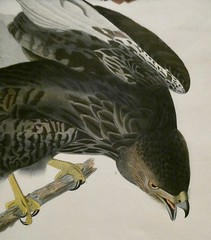 Audubon: Birds of America