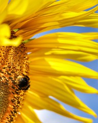 Sunflowers 2023