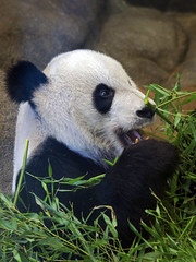 Memphis Zoo 08-28-2014 - Giant Panda 15