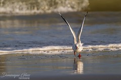 Mouette rieuse - Black-headed gull