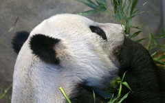 Memphis Zoo 08-28-2014 - Giant Panda 12