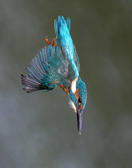 Kingfisher  