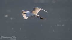Aigrette garzette - Little egret