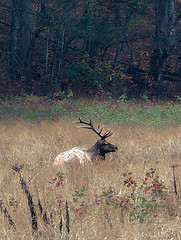Elk in Cataloochee Valley, NC_2023
