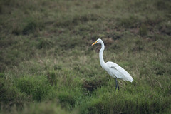 Silberreiher/ Great egrets