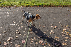 Beagle Walks 21