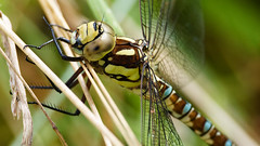 dragonflies /damselflies