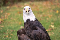 Raptor Day - Vanderbilt's Eagle's Nest  2022 & 2023
