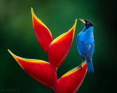 Aves/Birds de Colombia