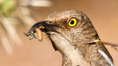Curve-Billed Thrasher-Life Cycle