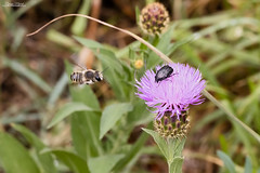 Megachile lagopoda