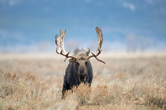 Wildlife of Grand Teton National Park | 2023