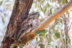 Nightjars and Frogmouths