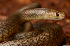 Elapid Snakes (Elapidae)