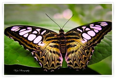 2-Exotic butterfly