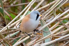 Panure à moustaches - Bearded Reedling (Panurus biarmicus)