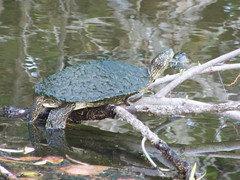 Austin 2023, turtles