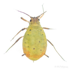 Hemiptera: Aphidoidea of Finland