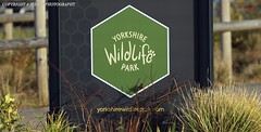 Yorkshire Wildlife Park 18/11/2023