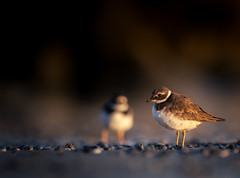 Common Ringed Plovers.