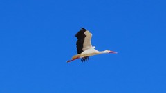 Algarve Birds Nov2023
