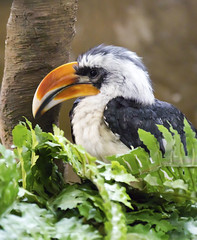 Memphis Zoo 08-28-2014 - Tropical Bird Aviary - Yellow Hornbill 1