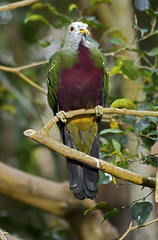 Memphis Zoo 08-28-2014 - Tropical Bird Aviary - Wampoo Fruit Dove 2