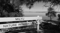 23SHP126GRAY - Milyu Nature Reserve