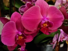 hoilday orchid showcase