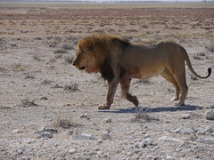 Namibia 08 2019 Ethosha National Park