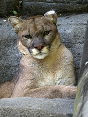 Memphis Zoo 08-28-2014 - Cougar 24