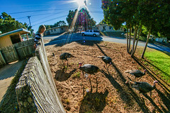 Checking Out Neighborhood Turkeys