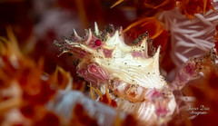 Hoplophrys Oatesi