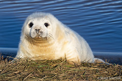 Donna Nook Seal Colony
