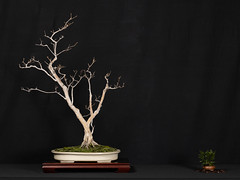 Japan touch 2023 - Exposition de l'école de l'art du bonsaï Bruno Heller