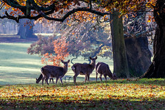 Woburn Park, Bedfordshire