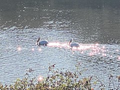 Migratory Pelicans in Struve Slough