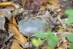 10-6-2023 Eastern Mud Turtle (Kinosternon subrubrum)