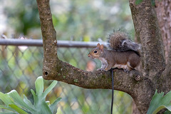 10-11-2023 "Whiskers" Eastern Gray Squirrel (Sciurus carolinensis)